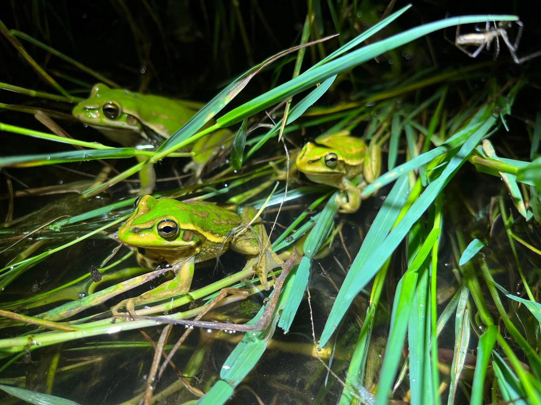 News Green-And-Golden-Bell-Frogs-2024-Biodiversity