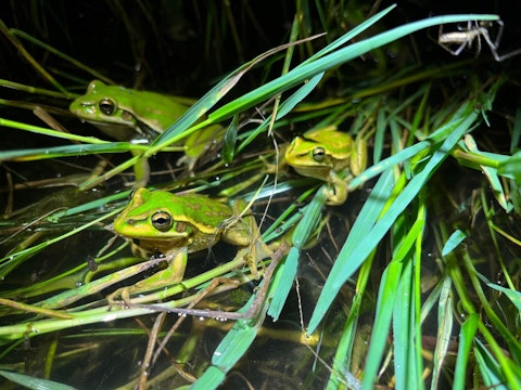 News Green-And-Golden-Bell-Frogs-2024-Biodiversity