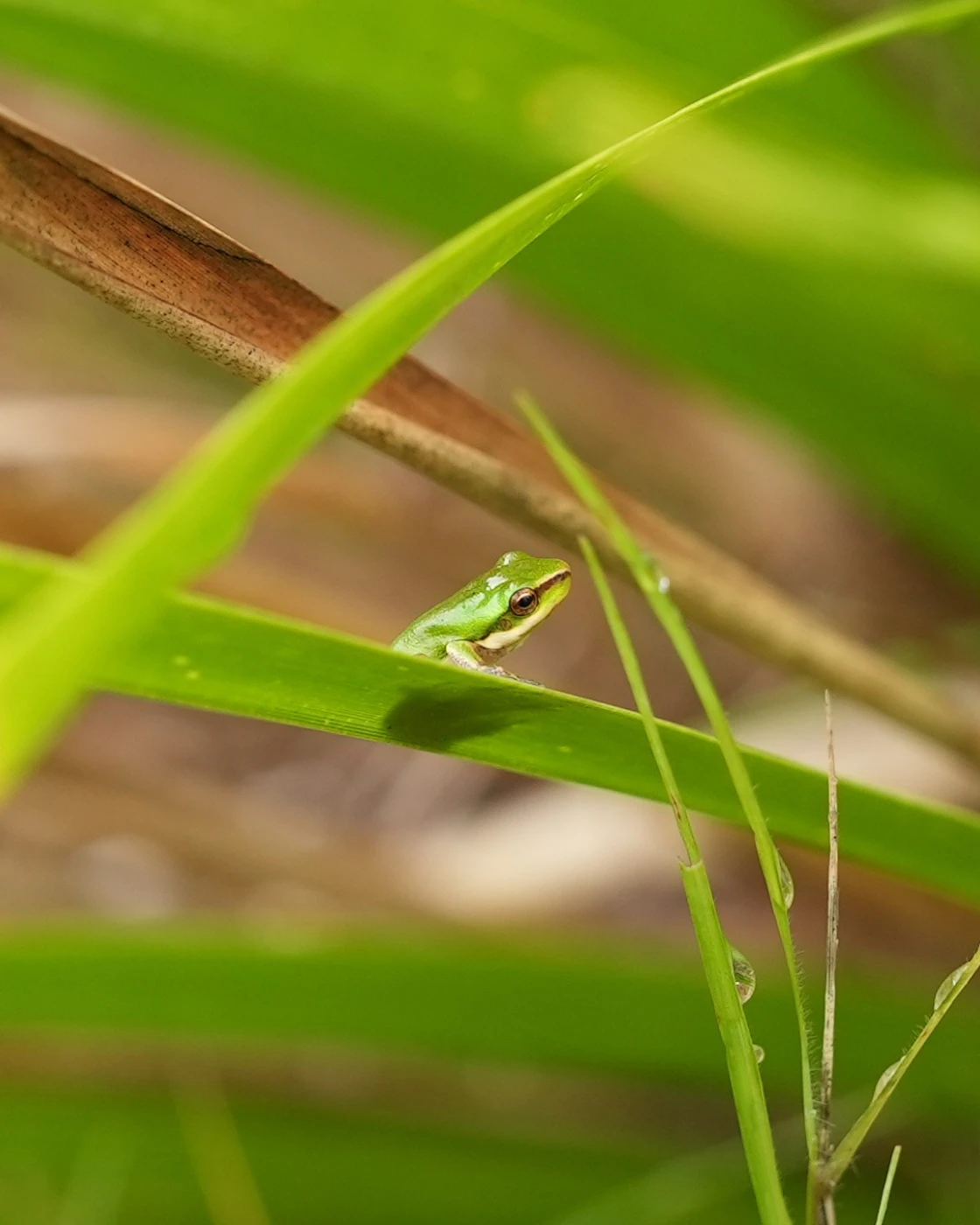 News Green-And-Golden-Bell-Frogs-2024-foliage
